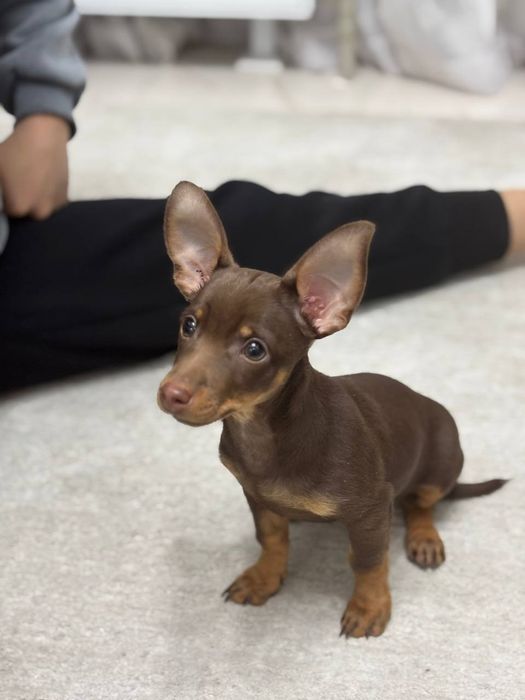 Той - терьер русский мини