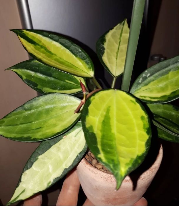 Хойи разных сортов  Растения Цветы