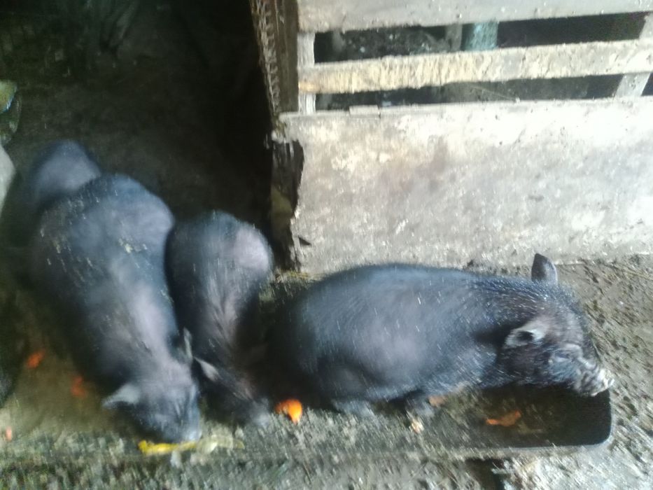 Свиньи вьетнамские