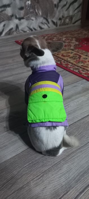 Костюмы на чихуахуа