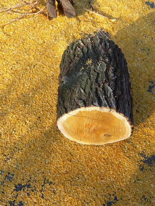 Драва тутовник арех