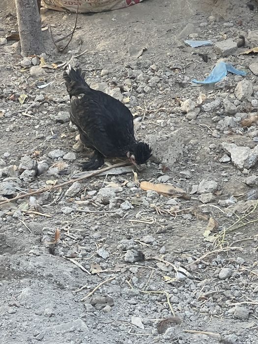 Yapon tovuqlar sotiladi yoshiga tulgan 1 yosh