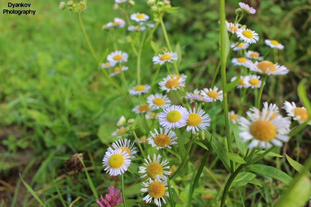Фото и видео заснемане