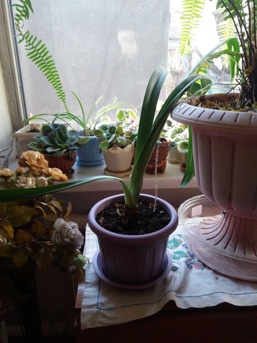 Продам комнатные цветы