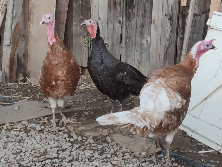 Vand Curcani de Casa