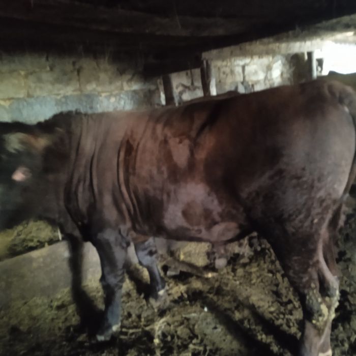 Продам 3 бычков с откорма