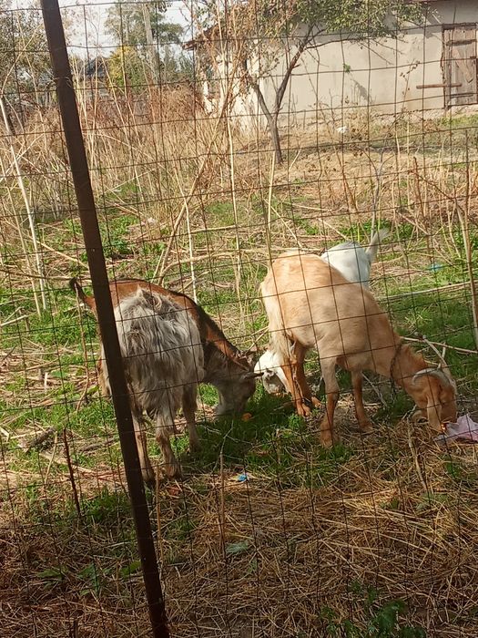 Vând 2 capre și 2 țapi