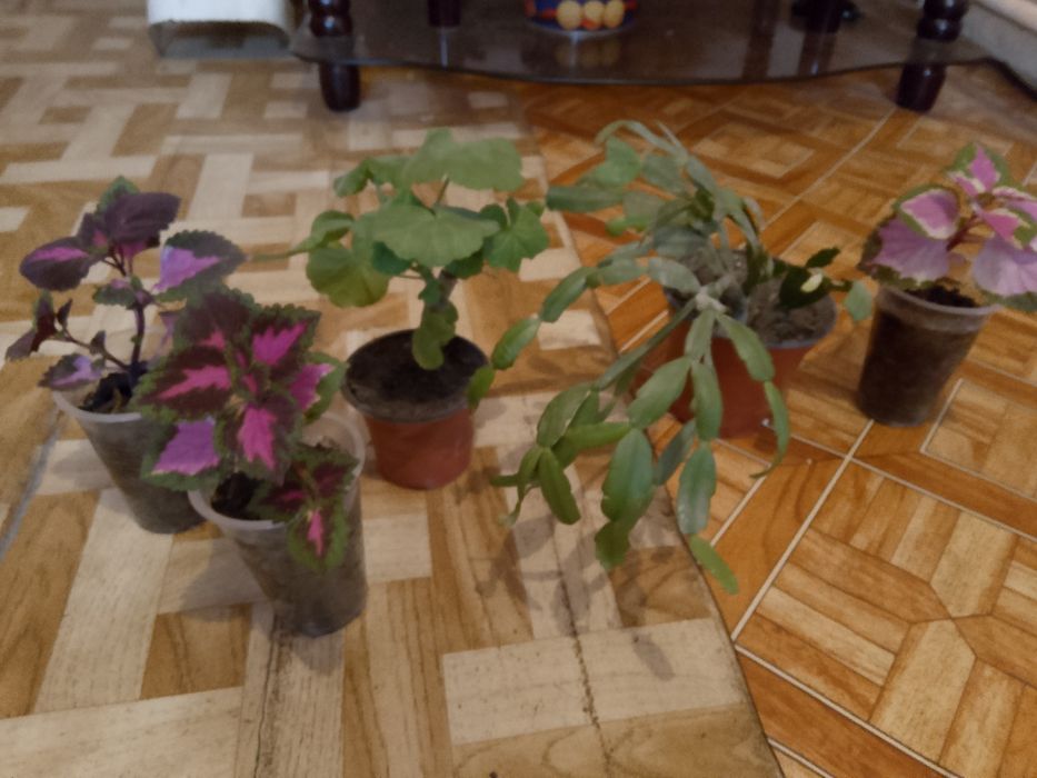 Цветы .комнатные.