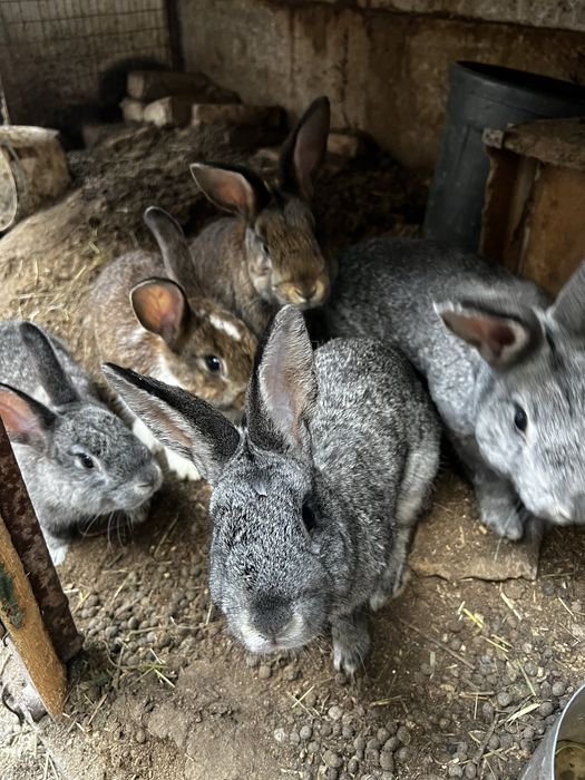 Гебрид куйонлар нова зеландски блан панон чатишган сотлади