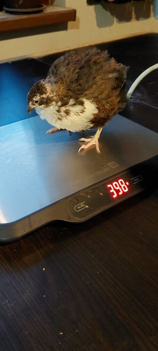 Prepelițe jumbo gold,polare,tibetane și japoneze mari de vânzare