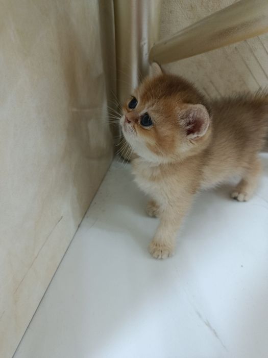 Продаётся котёнок британский