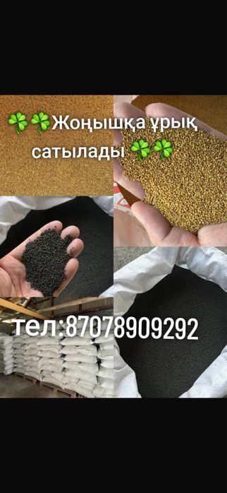 Жонышка тұкымы сатылады. Семена люцерна