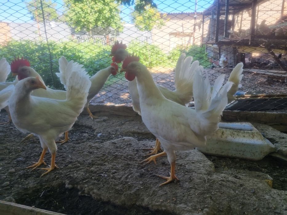 Легорн Стандарт қораз