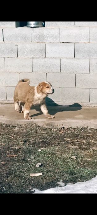 Продам алабая (тобет)