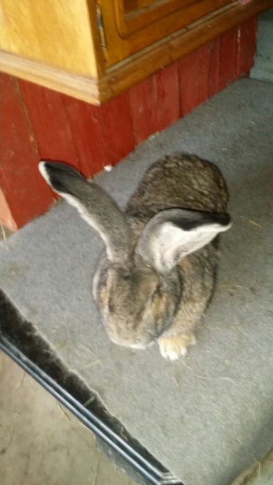 Iepuri Urias german gri