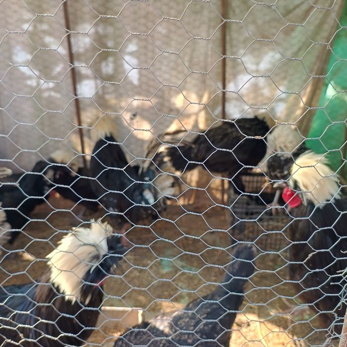 Vând cocosi moțati olandezi