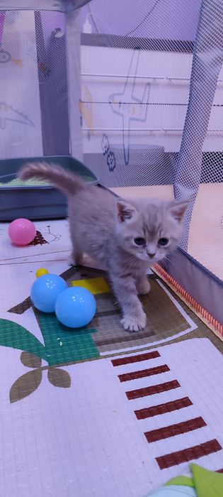 Продам  шотландского мальчика.