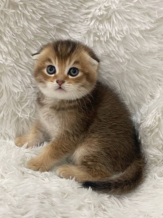 Продаются котята шиншиллы