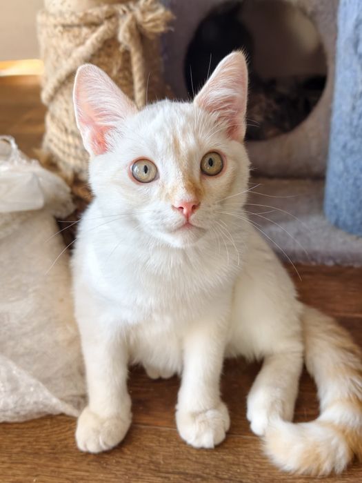 Котики ищут любящий дом