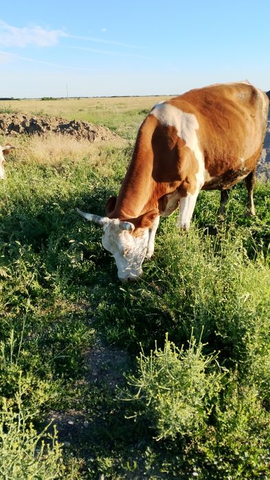 Vaca gestanta de vanzare