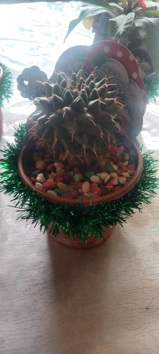 Кактусы и сукулент новогодние подарки