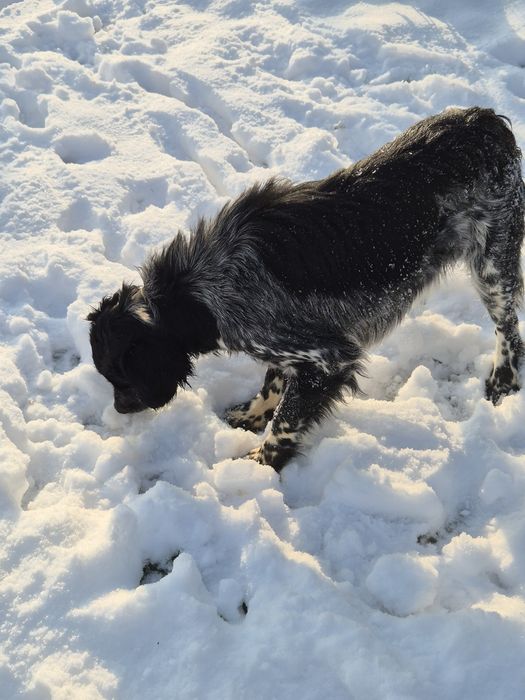 Женски ловни кучета