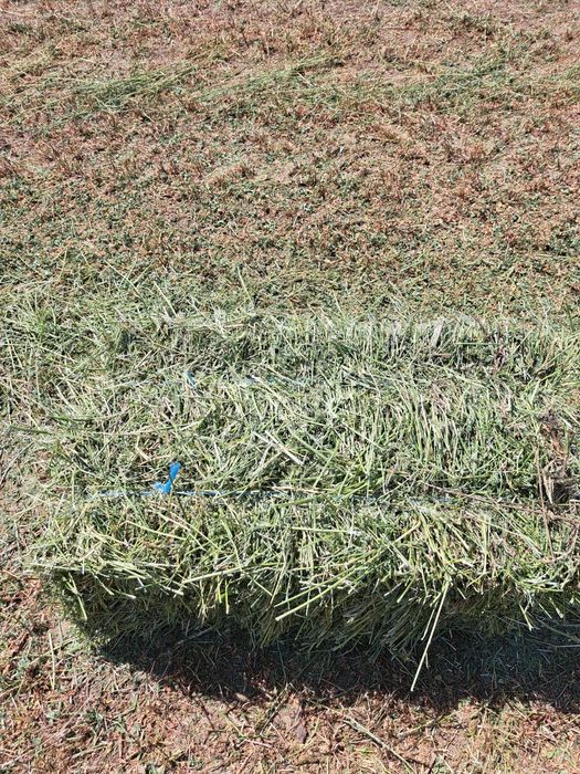 Vand baloti de lucerna, cultura an 2, coasa 1 si coasa 2