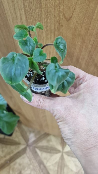 Фиалка (детка) Robel~s Vanilla Trail