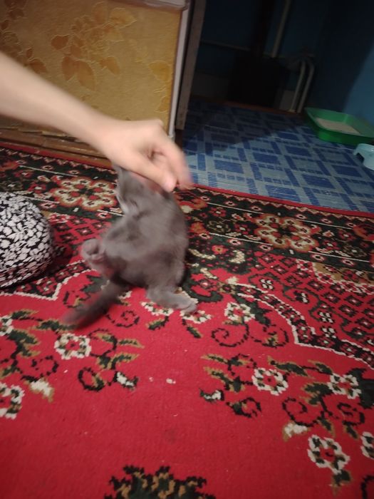 Котята продаётся