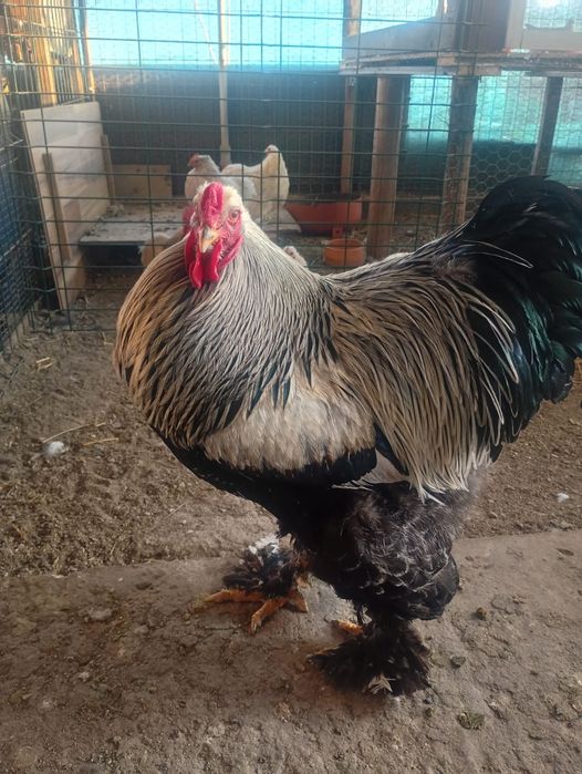 Vând cocoș brahma