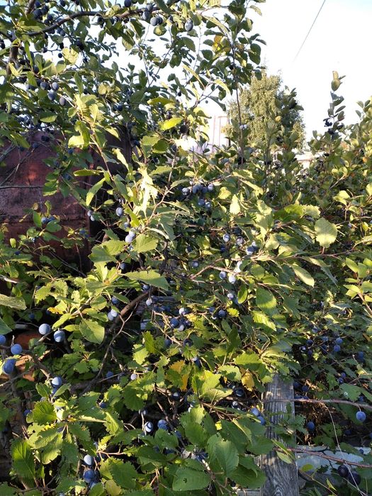 Продам дачу Тимирязева