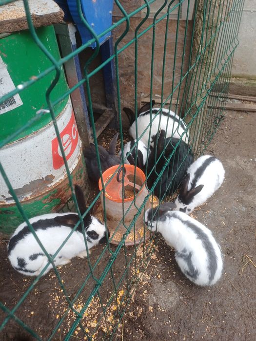 Iepuri fluture german,pui si adulti