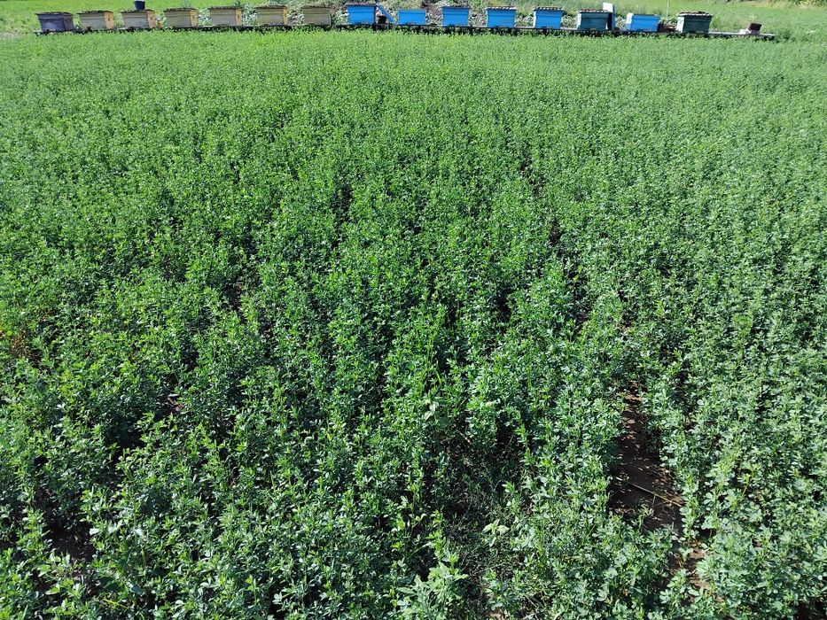 Vând  familii de albine