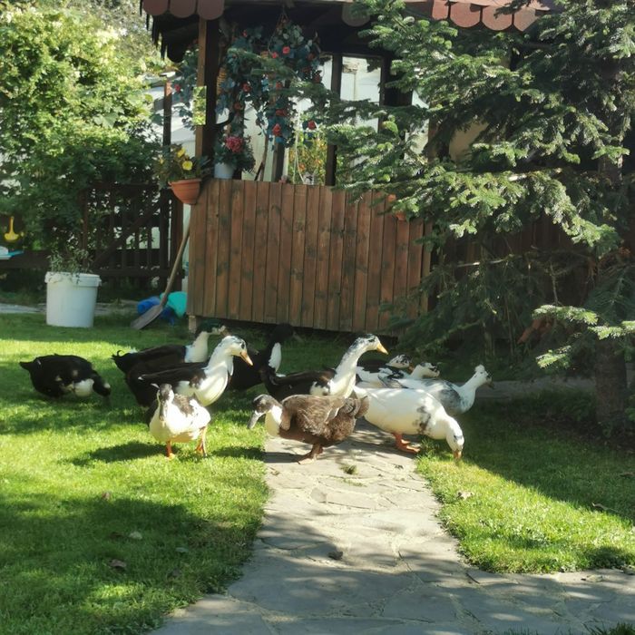 . Ouă pentru consum de găină și rață – naturale, crescute liber