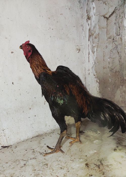 Дакан. Бойцовский петух