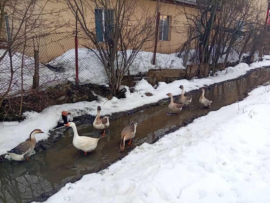 Gâscani tineri de aunul trecut.