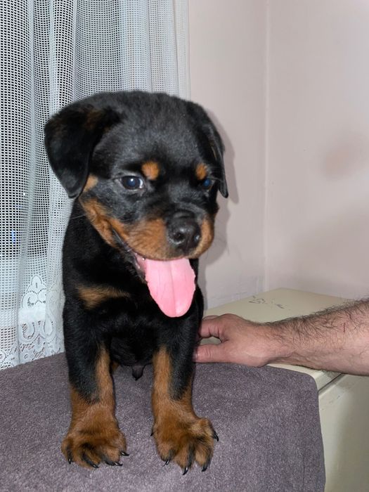 Чистокръвно Ротвайлерче