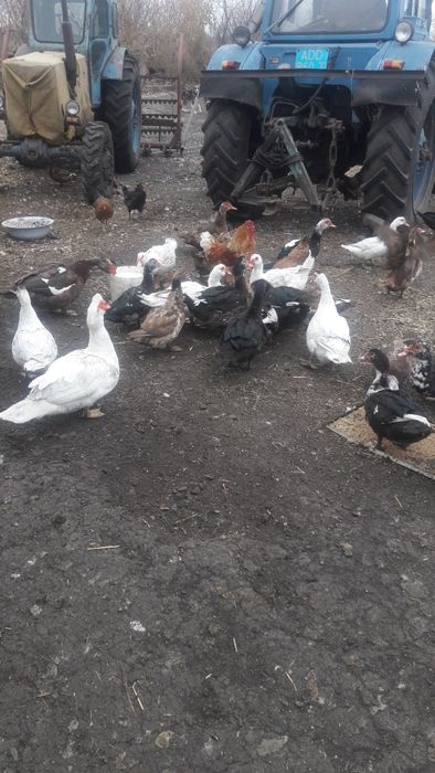 продам индоуток на племя