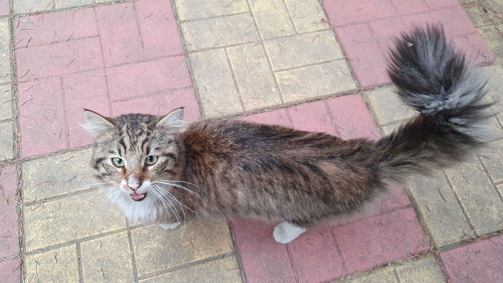 Дългокосмест прекрасник търси дом / може и приемен