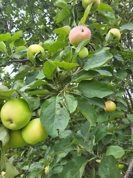 Дача ПК горняк продам