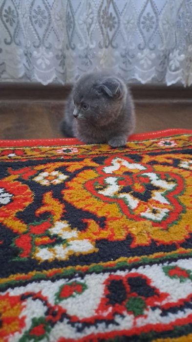 Scottish fold 2.5 oylik