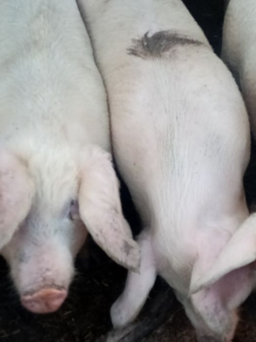 Свободни! Домашни прасета