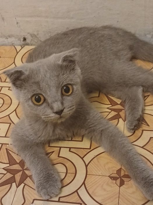 Британский котёнок 3 месяца
