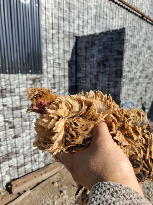 Куры карликовые, карлики