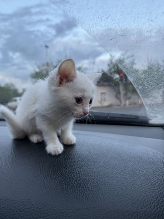 Zotdor mushuk sotiladi