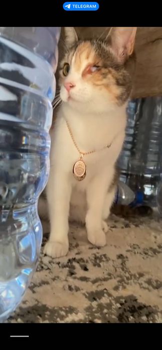 Ищем дом для особенной кошечки. Стерилизована