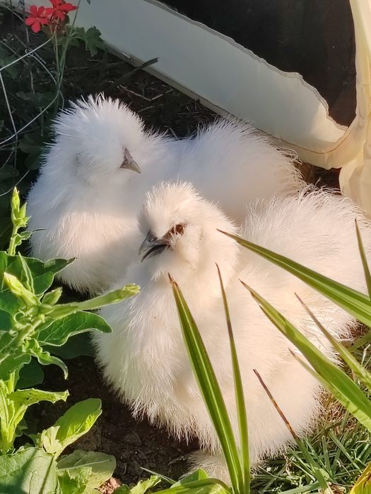 Pui mătase japoneza