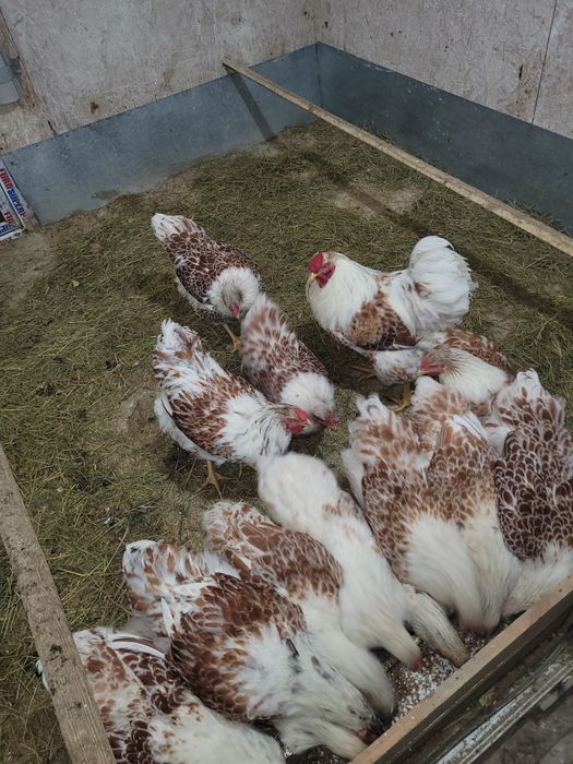 Инкубационное яйцо