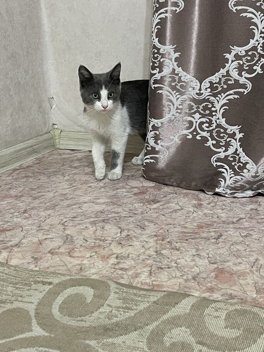 Отдам котенка бесплатно