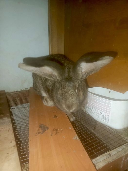 Куёнлар сотилади